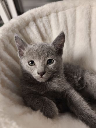 Russischblau reinrassige Kitten