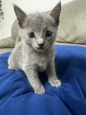 Russischblau reinrassige Kitten