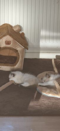 Ragdoll Katzen ohne Stammbaum