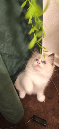 Ragdoll Katzen ohne Stammbaum