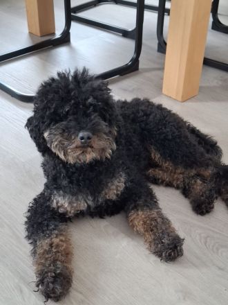 Cockapoo Welpen