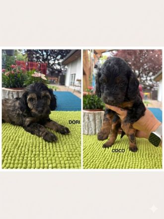 Cockapoo Welpen