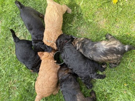 Cockapoo Welpen