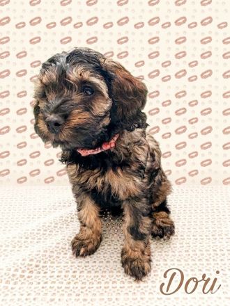 Cockapoo Welpen