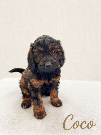 Cockapoo Welpen