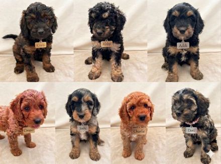 Cockapoo Welpen