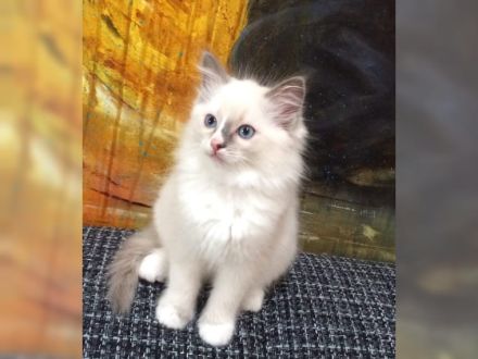 Wunderschöne Ragdoll-Katze