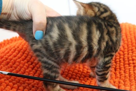 Exklusive Toyger Kätzchen Kitten abzugeben mit Stammbaum