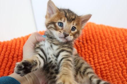 Exklusive Toyger Kätzchen Kitten abzugeben mit Stammbaum