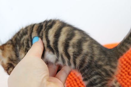Exklusive Toyger Kätzchen Kitten abzugeben mit Stammbaum