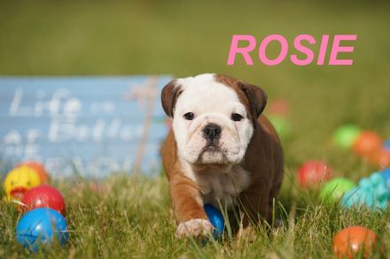 Gesunde, Reinrassige & Super Süße Englische Bulldogge Welpen