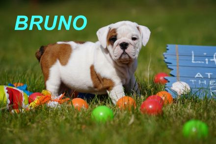 Gesunde, Reinrassige & Super Süße Englische Bulldogge Welpen