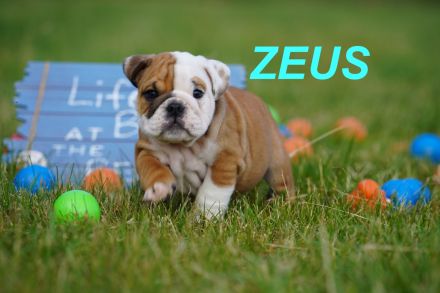 Gesunde, Reinrassige & Super Süße Englische Bulldogge Welpen