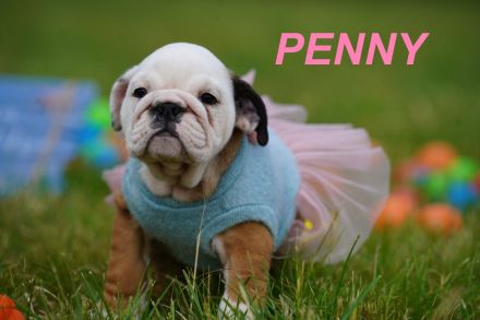Gesunde, Reinrassige & Super Süße Englische Bulldogge Welpen