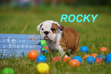 Gesunde, Reinrassige & Super Süße Englische Bulldogge Welpen