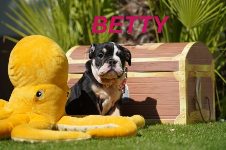 Gesunde, Reinrassige & Super Süße Englische Bulldogge Welpen