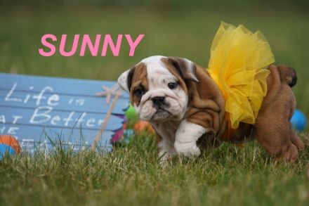 Gesunde, Reinrassige & Super Süße Englische Bulldogge Welpen