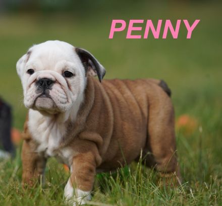 Gesunde, Reinrassige & Super Süße Englische Bulldogge Welpen