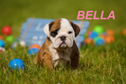 Gesunde, Reinrassige & Super Süße Englische Bulldogge Welpen