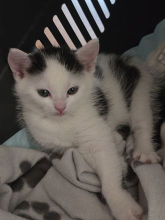 Katze Kitten Weiß Schwarz