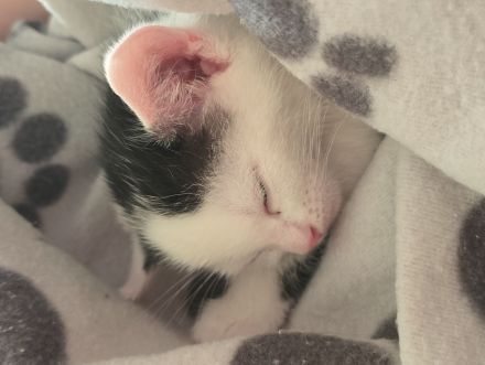Katze Kitten Weiß Schwarz