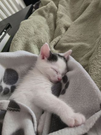 Katze Kitten Weiß Schwarz