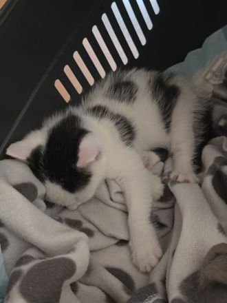 Katze Kitten Weiß Schwarz