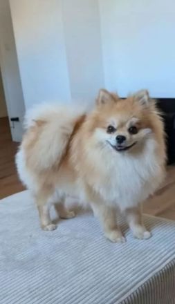 Pomeranian Zwergspitz Rüde