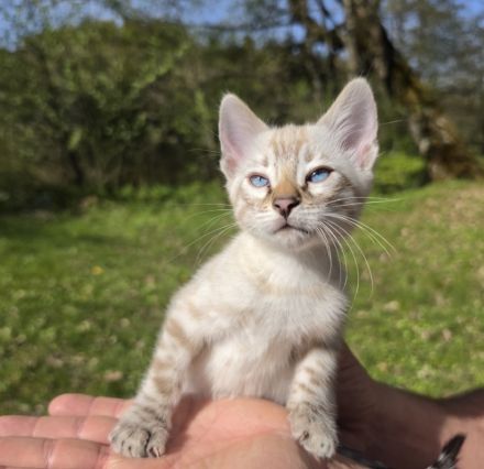 Wunderschöne Bengal Kitten mit tollen Rosetten