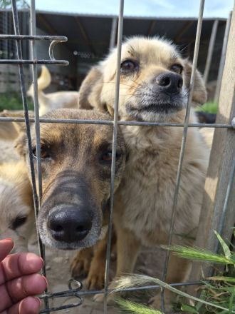 Saya, klein, freundlich, sehr lieb, sucht ein Zuhause