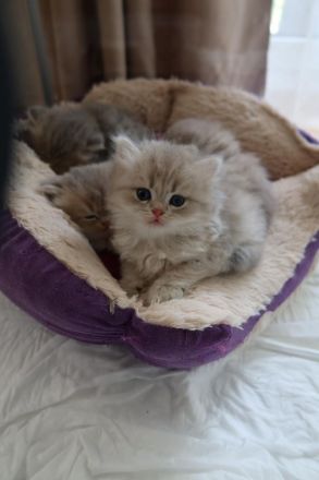 BKH/BLH Kitten