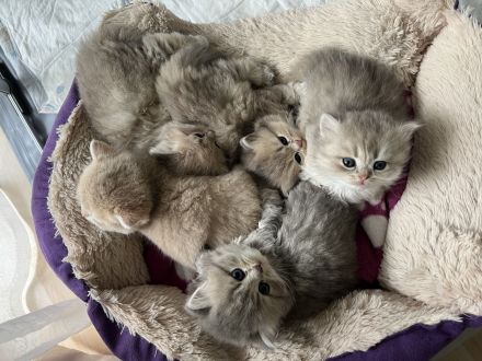 BKH/BLH Kitten