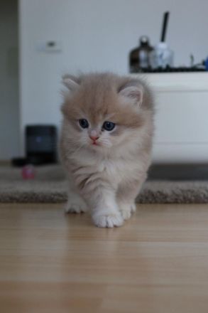 BKH/BLH Kitten