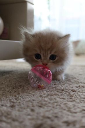 BKH/BLH Kitten