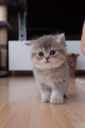 BKH/BLH Kitten