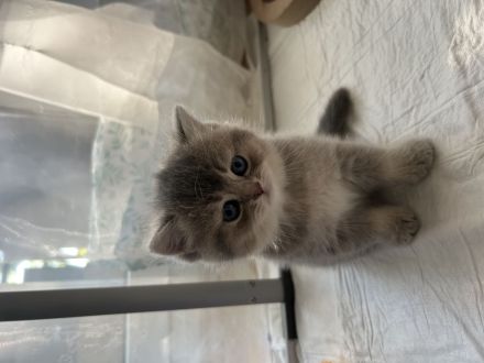 BKH/BLH Kitten