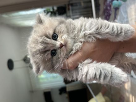 BKH/BLH Kitten