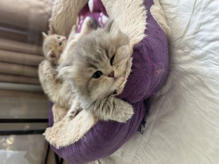 BKH/BLH Kitten