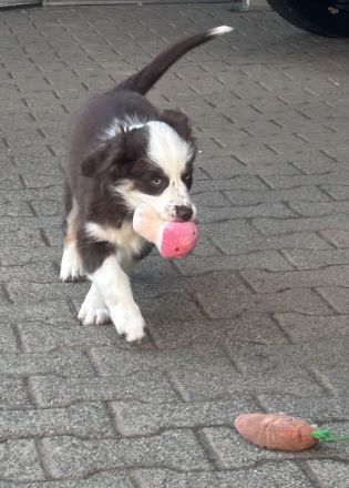 Mini Australian Shepherd welpen