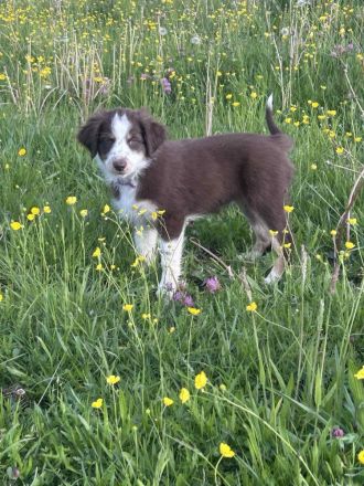 Mini Australian Shepherd welpen