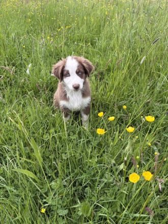 Mini Australian Shepherd welpen