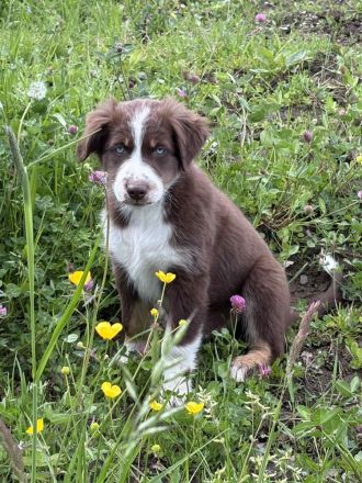 Mini Australian Shepherd welpen