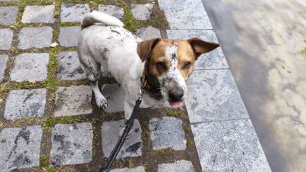 Deckrüde Jack Russell Terrier mit Ahnentafel (Kein Verkauf!)