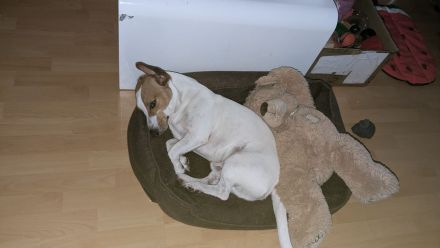 Deckrüde Jack Russell Terrier mit Ahnentafel (Kein Verkauf!)