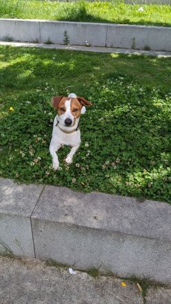 Deckrüde Jack Russell Terrier mit Ahnentafel (Kein Verkauf!)