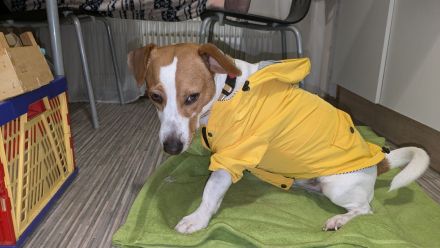 Deckrüde Jack Russell Terrier mit Ahnentafel (Kein Verkauf!)