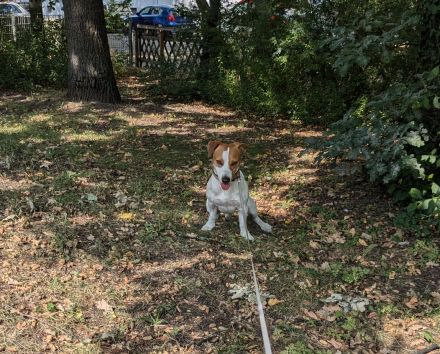Deckrüde Jack Russell Terrier mit Ahnentafel (Kein Verkauf!)