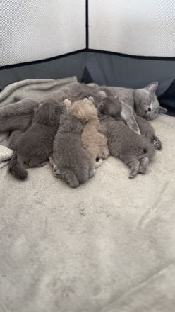 Bkh Kitten