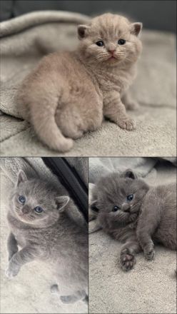 Bkh Kitten