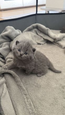 Bkh Kitten
